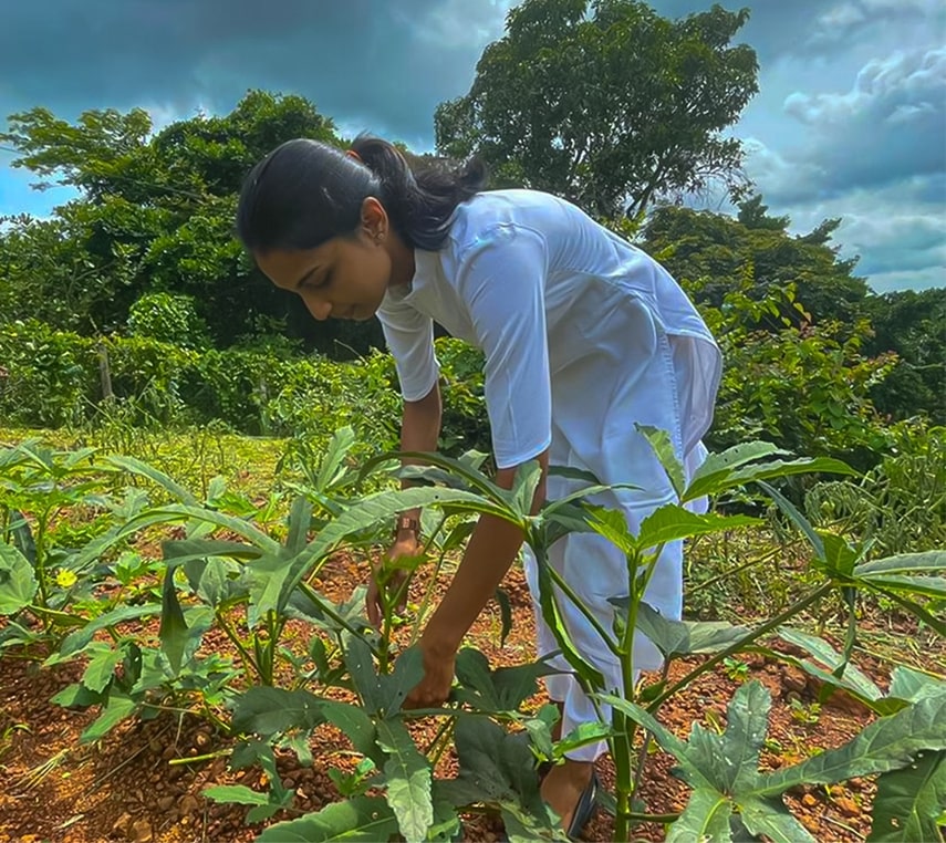 Farm-to-table Culinary Experience