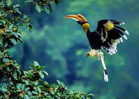 Birdwatching Trek To Mount Mircale