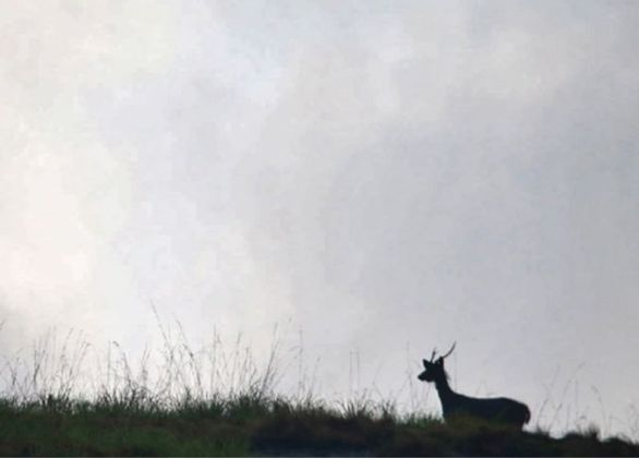 Forest Walking Meditaiton