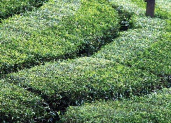 Spice  Plantation Walks