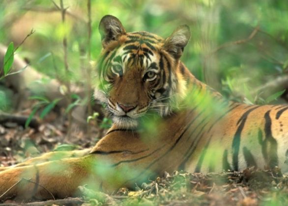 Wildlife Safari At Periyar