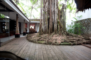 Beneath a 200 Year Old Banyan: A Retreat Inspired by Nature and Longevity