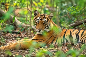 The Wildlife Season Begins: Discover the Natural Beauty of Thekkady